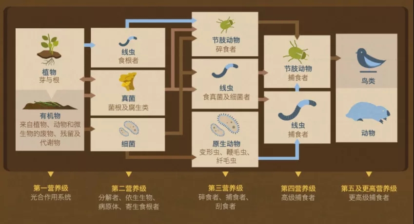 要唠生物多样性土壤可就不困了啊
